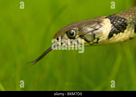 Ringelnatter-Porträt Stockfoto