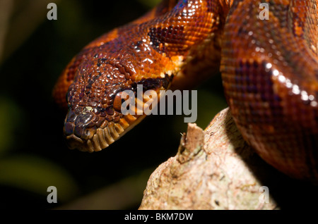 Nahaufnahme der jungen Madagaskar-Boa. Stockfoto