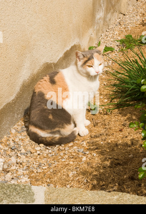 Eine domestizierte Tabby Katze sitzt bei Sonnenschein im Hof bei Sauveterre-de-Rouergue Aveyron France Stockfoto