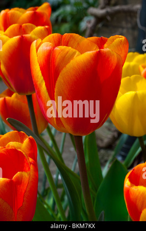 Rote und gelbe Tulpen Stockfoto