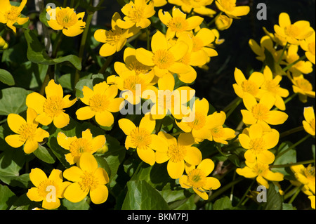 Sumpfdotterblumen oder Hahnenfuß Caltha palustris Stockfoto