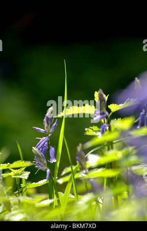 Sonnenlicht durch Waldpflanzen im Frühjahr, UK Stockfoto