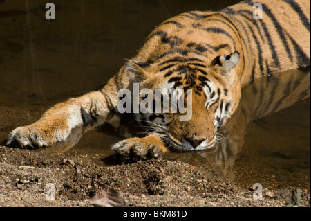 Bengal Tiger entspannen und dösen durch Abkühlung in Wasser Kanha NP, Indien Stockfoto