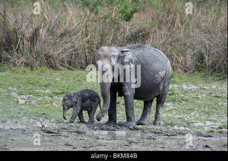 Asiatischer Elefant, Elephas Maximus, Mutter mit Baby entstehen aus dem Wald zu trinken, Kaziranga Nationalpark, Indien Stockfoto