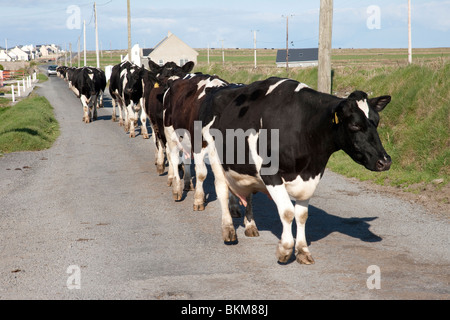 Kühe in Lane County Clare Ireland Stockfoto