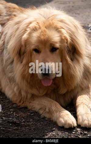 Tibetan Mastiff Abkühlung im Stream. Stockfoto