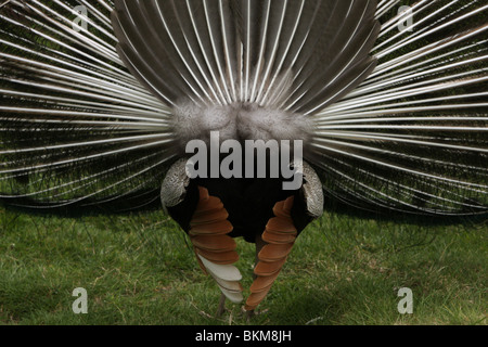 Eine indische blaue Pfau zeigt sein Gefieder. Stockfoto