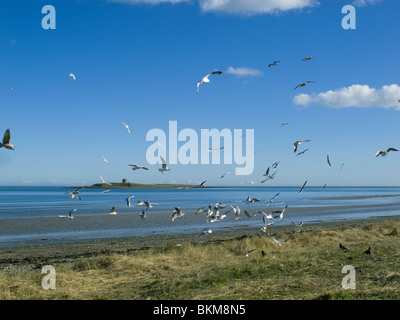 Eine Herde von Möwen am Strand von Schären, County Dublin, Irland, mit Shenick Insel im Hintergrund Stockfoto