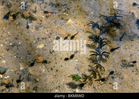 Kaulquappen im Teich schwimmen. Die aquatische Larvenstadium ein Amphibium, wie ein Frosch oder Kröte. Wimbledon, London England UK. Stockfoto