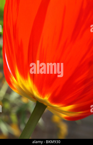 Große rote Tulpe Tulipa Kantate Division 13 Fosteriana gruppieren. Frühling Zeit englischer Garten, Epsom Surrey England UK. Stockfoto
