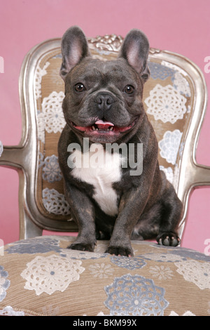 Französische Bulldogge auf Stuhl Stockfoto