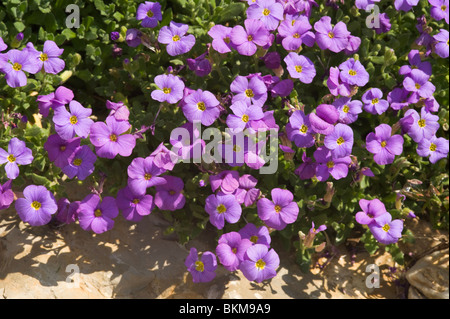 Violett Aubrieta Himmelsblumen in eine Wand-Steingarten in einem Garten am Laval in der Nähe von Pradinas Aveyron Midi-Pyrenäen-Frankreich Stockfoto