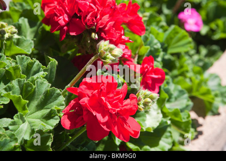 Geranien-Blüten Stockfoto