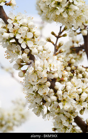 Closeup Wild Plum Blossom Blumen auf Baum im Weiler von Laval in der Nähe von Pradinas Aveyron Midi-Pyrenäen-Frankreich Stockfoto