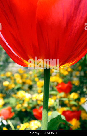 Große rote Tulpe Tulipa Kantate Division 13 Fosteriana gruppieren. Frühling Zeit englischer Garten, Epsom Surrey England UK. Stockfoto