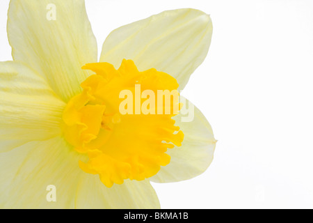 Narzisse, isoliert auf weiss Stockfoto