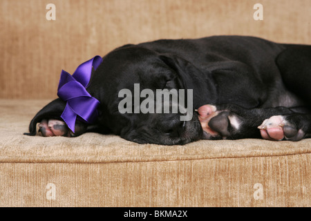 Deutsche Dogge Welpe Stockfoto