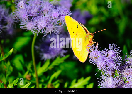 Orange Schwefel Fütterung auf eine Blume Stockfoto