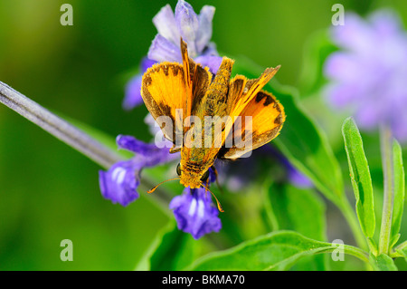 Feurige Skipper Fütterung auf eine Blume Stockfoto