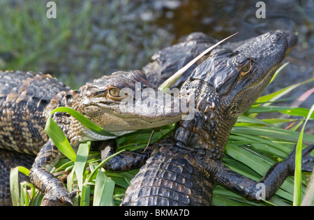 Eine junge Alligatoren im Okefenokee national refuge Stockfoto