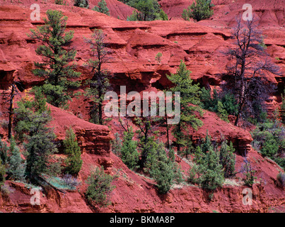 Ponderosa-Kiefern und Wacholder wächst auf den roten Sandstein und Kalksteinen Klippen in Devils Tower National Monument, Wyoming, USA Stockfoto