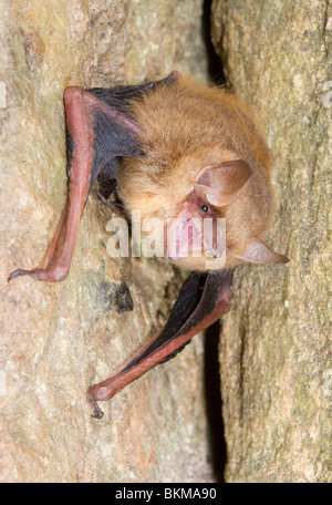 Dreifarbige bat- oder östlichen pipistrelle (Pipistrellus [Perimyotis] subflavus), Georgia, USA.. Stockfoto