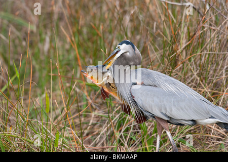 Great Blue Heron (Ardea Herodias Wardi), Erwachsene in der Zucht Gefieder mit einem großen Fisch, die es gerade gefangen. Stockfoto