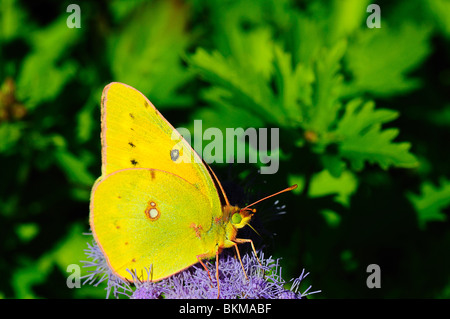 Orange Schwefel Fütterung auf eine Blume Stockfoto