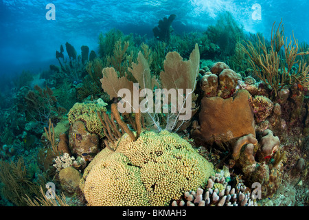 Gemeinsamen Gorgonien (Gorgonia Ventalina) und andere Korallen auf einer wunderschönen tropischen Riff in Bonaire, Niederländische Antillen. Stockfoto