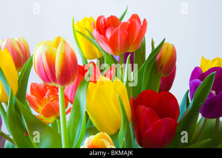 Eine Reihe von bunten Tulpen Stockfoto