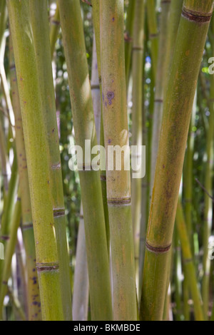 Grüner Bambus-Stiele Stockfoto