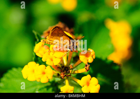 Feurige Skipper Fütterung auf eine Blume Stockfoto