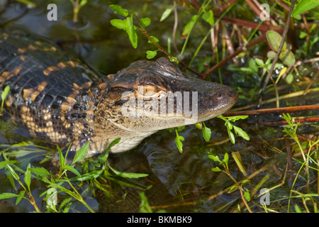 Ein junger Alligator im Okefenokee national refuge Stockfoto