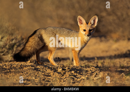 Kap-Fuchs (Vulpes Chama), Kgalagadi Transfrontier Park, Südafrika Stockfoto