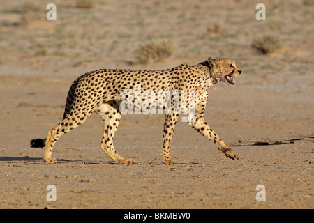 Stalking Cheetah (Acinonyx Jubatus), Kgalagadi Transfrontier Park, Südafrika Stockfoto