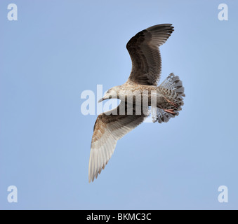 Juvenile Silbermöwe im blauen Himmel schweben Stockfoto