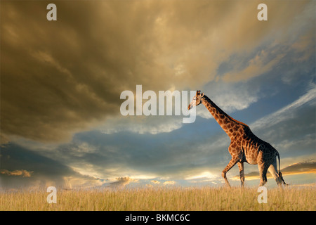 Eine Giraffe zu Fuß auf die afrikanische Savanne vor einem dramatischen Himmel Stockfoto