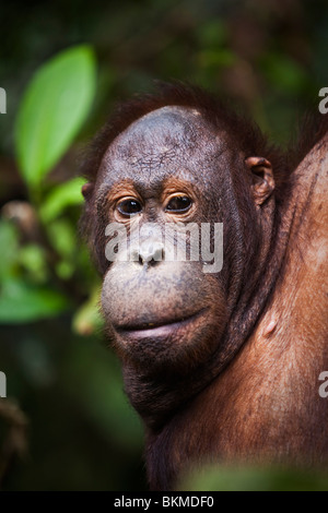 Porträt von einem Orang-Utan (Pongo Pygmaeus). Sepilok Orang Utan Rehabilitation Centre, Sandakan, Sabah, Borneo, Malaysia. Stockfoto