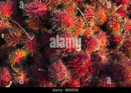 Rambutan Früchte zum Verkauf an einem Marktstand. Sandakan, Sabah, Borneo, Malaysia. Stockfoto