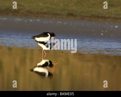 Paarung eurasischen Austernfischer Stockfoto