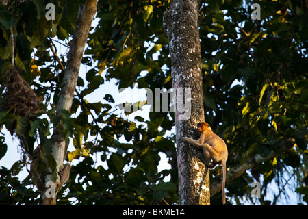 Nasenaffe (Nasalis Larvatus) in den Baumkronen. Kinabatangan Fluss, Sabah, Borneo, Malaysia. Stockfoto