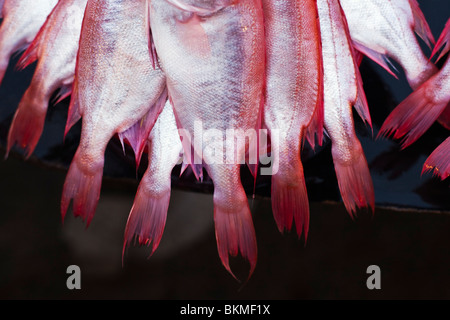 Frischer Fisch zum Verkauf in den Nachtmarkt. Kota Kinabalu, Sabah, Borneo, Malaysia. Stockfoto