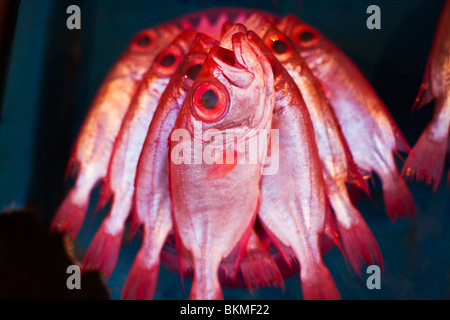 Frischer Fisch zum Verkauf in den Nachtmarkt. Kota Kinabalu, Sabah, Borneo, Malaysia. Stockfoto