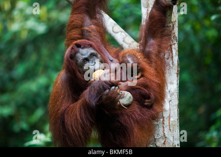 Ein Baby Orang-Utan (Pongo Pygmaeus) klammert sich an seine Mutter, wie sie füttert. Semenngoh Wildlife Centre, Kuching, Sarawak, Malaysia. Stockfoto