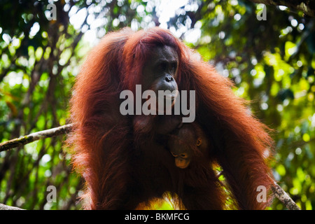 Ein junger Orang-Utan (Pongo Pygmaeus) klammert sich an seine Mutter. Semenngoh Wildlife Centre, Kuching, Sarawak, Borneo, Malaysia. Stockfoto