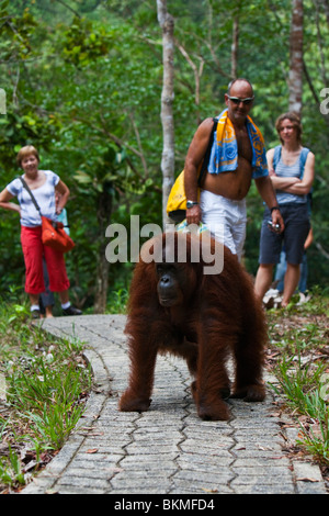 Touristen ein Orang-Utan (Pongo Pygmaeus) zu beobachten.  Semenngoh Wildlife Centre, Kuching, Sarawak, Borneo, Malaysia. Stockfoto