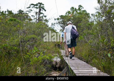 Wandern durch Kerangas Wald auf einem Wanderweg im Bako Nationalpark. Kuching, Sarawak, Borneo, Malaysia. Stockfoto