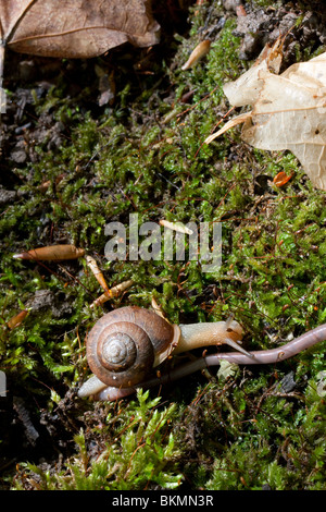 Regenwurm und Land Schnecke auf bemoosten log sommergrünen Wald im Osten der USA Stockfoto