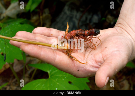 Wurzel der Blutwurz Sanguinaria Canadensis Frühling Wildblumen Harthölzer im Osten der USA Stockfoto