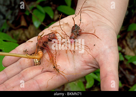 Wurzel der Blutwurz Sanguinaria Canadensis Frühling Wildblumen Harthölzer im Osten der USA Stockfoto